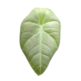Baby Alocasia 'Maharani' 2